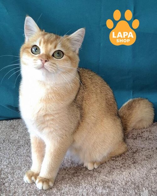 золотая британка