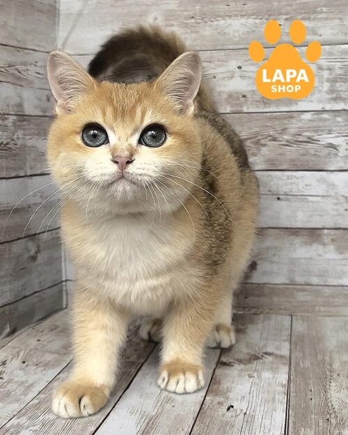 золотий британець