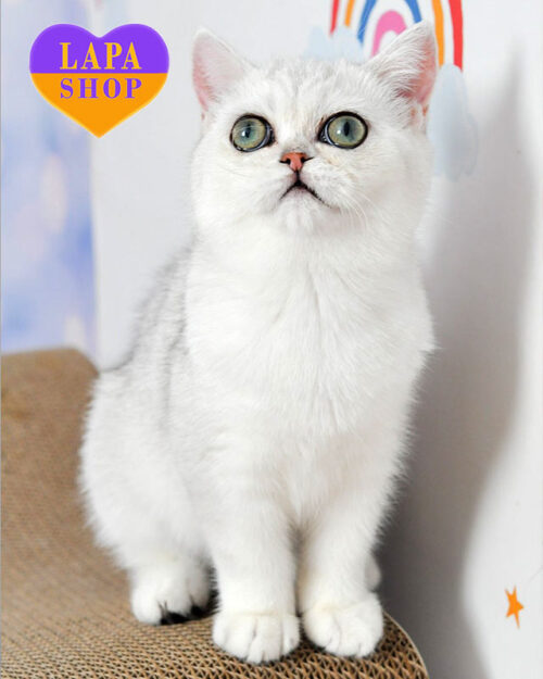 зеленоока британка