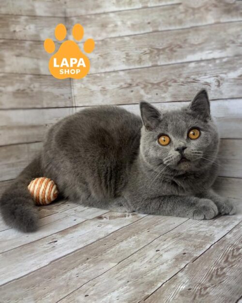 блакитна британка