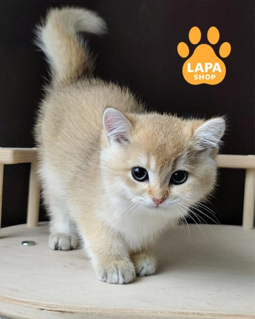 Charming Persian Black Tortoiseshell Kitty Valencia | Lapa.shop