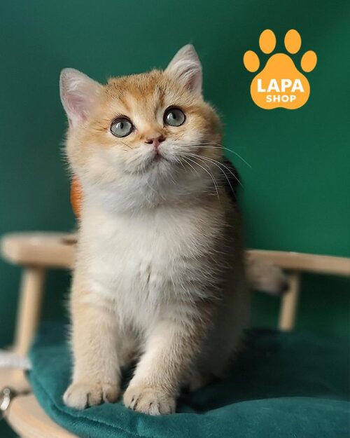 золота британська кішка