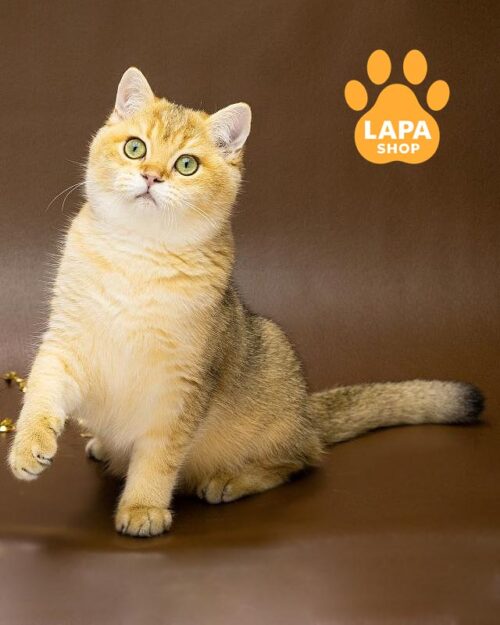 золотий британець