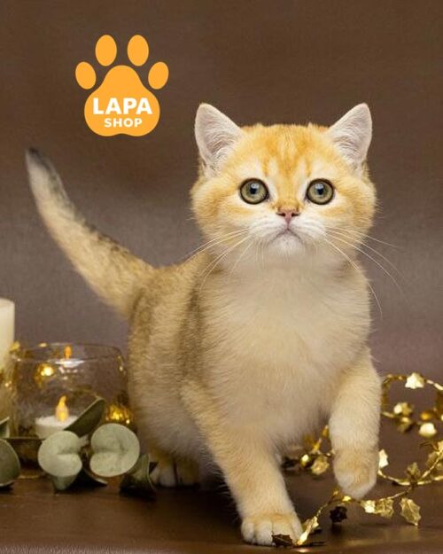 золотий британець