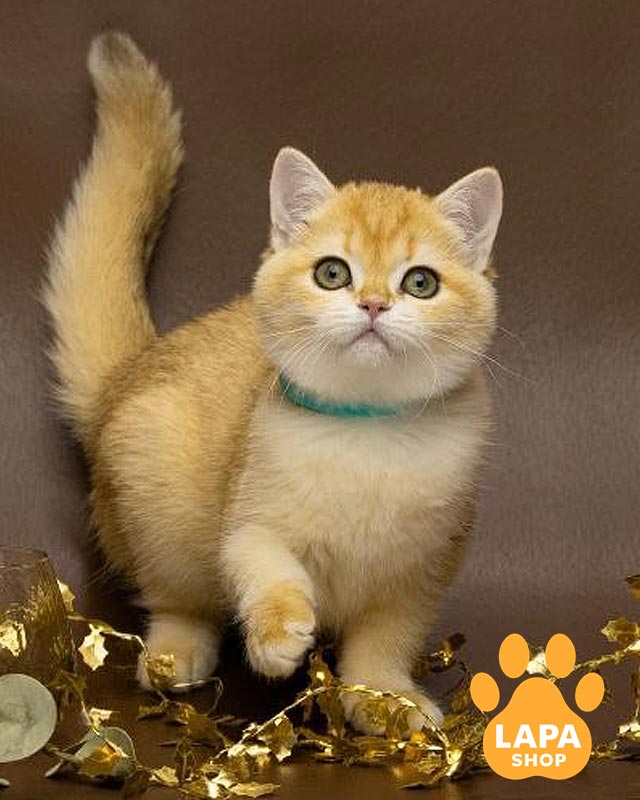 золота британка