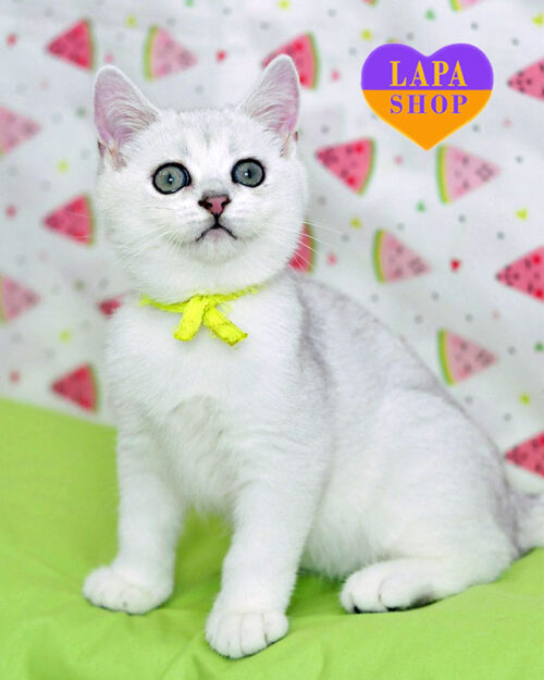 серебристый британец