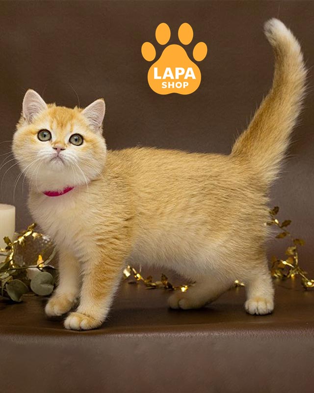 британська золота шиншила