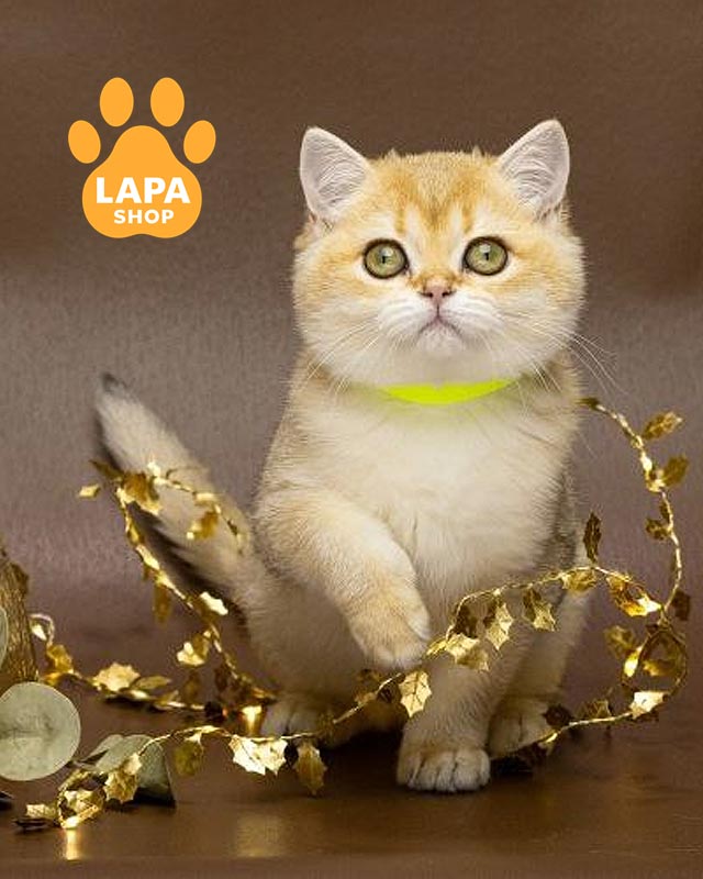 золота британка