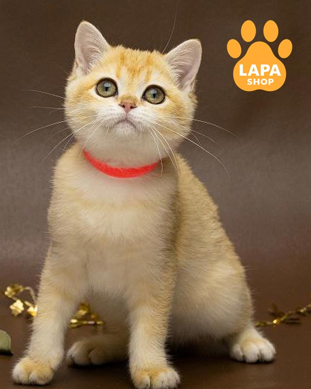 золота британка