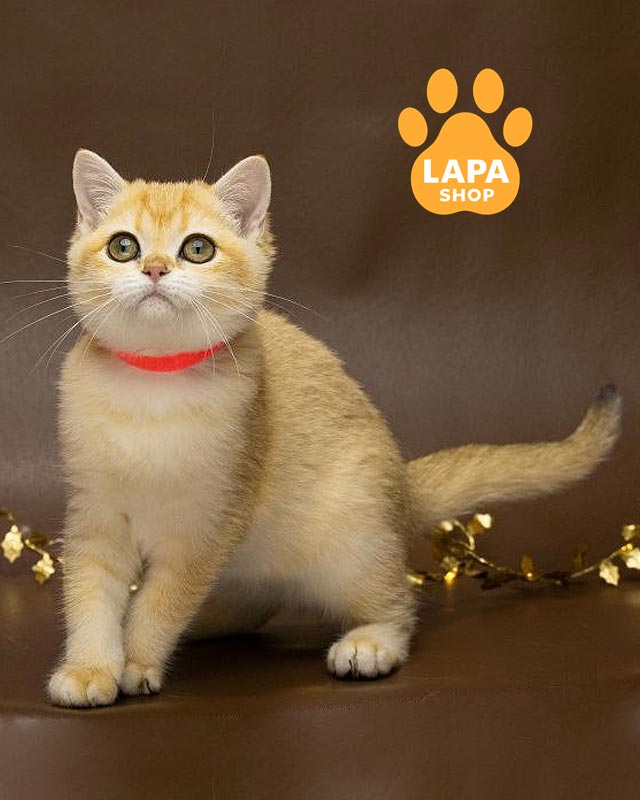 золота британка