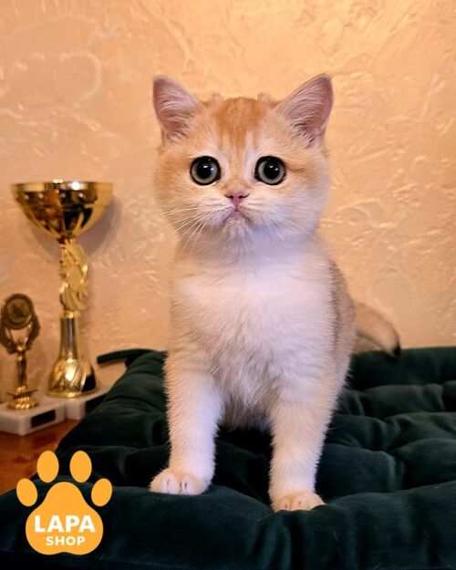 британська золота шиншила