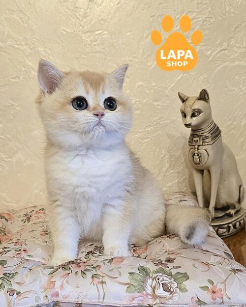 золота британська кішка