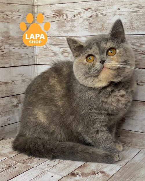 черепахова британrf