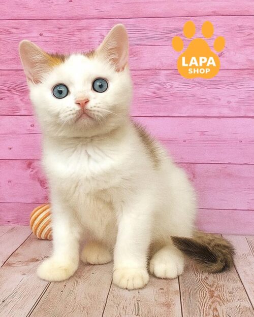 біколорний британець