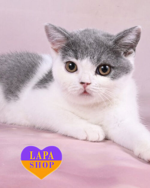 unoaウノア Victorian cats Framboise Siamese Cat with Flower Modern Art Nouveau Framed Wall Art