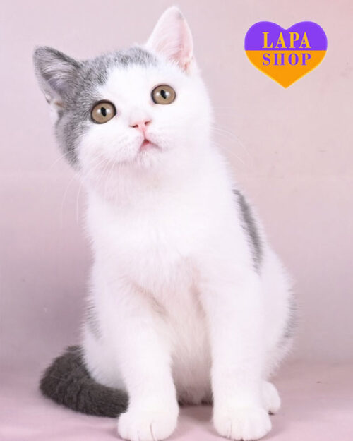 блакитно-біла британська кішка