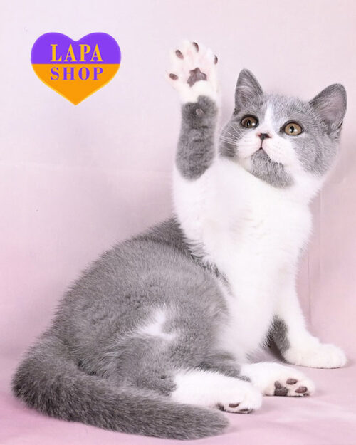 блакитно-біла британська кішка