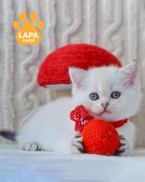 колор-пойнтова британка