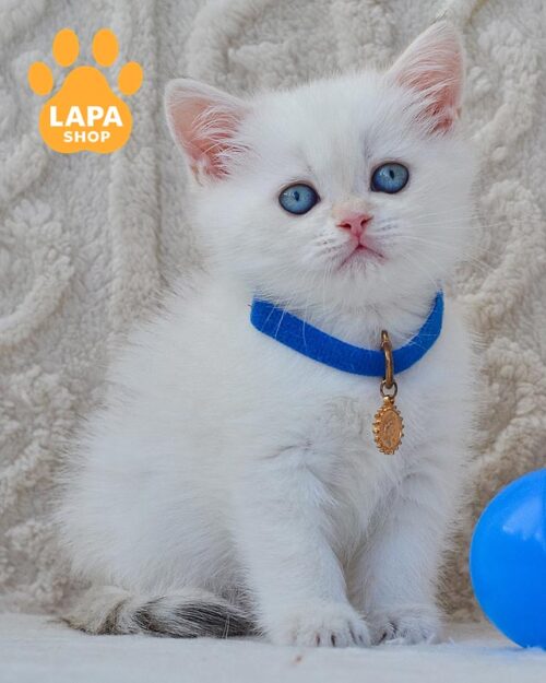 color-point British kitten<br> <br> <br>