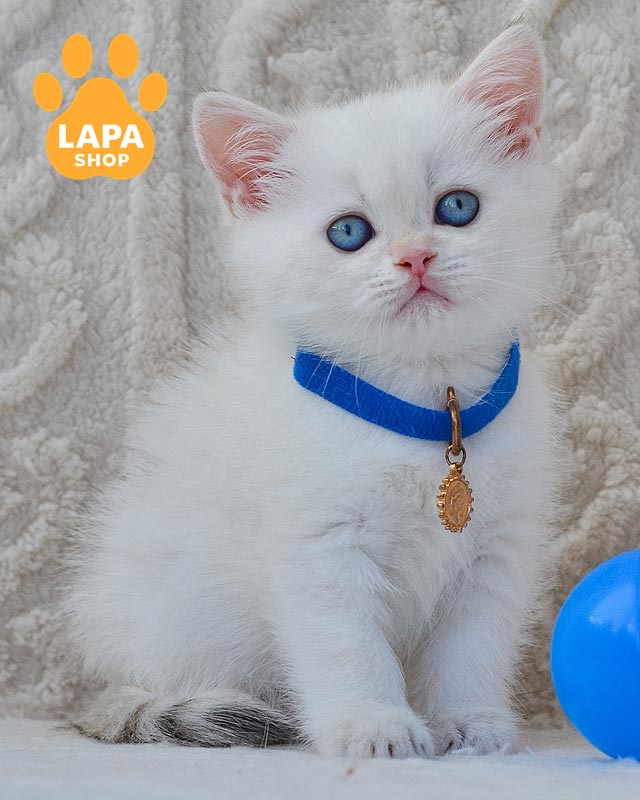 колор-пойнтовий британець