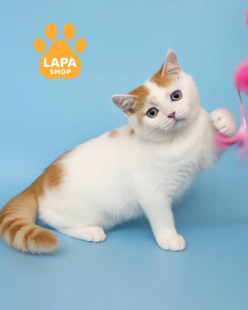 біло-рудий британець