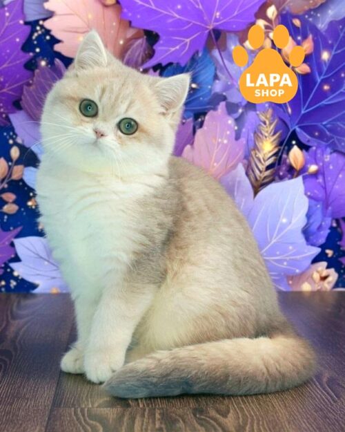 Linda is a Cute British Kitty