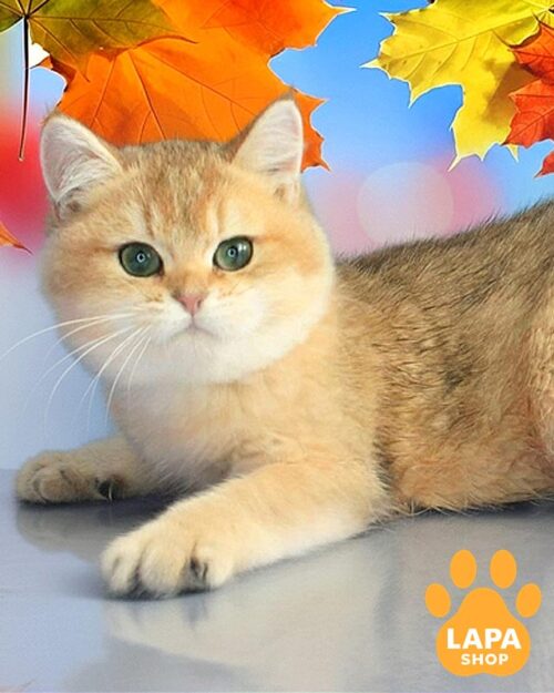 золотий британець