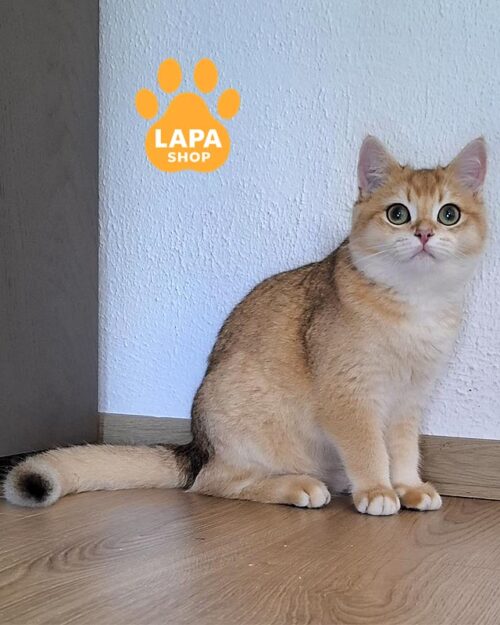 золотой британец