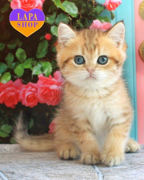 плямисто-золотий британець