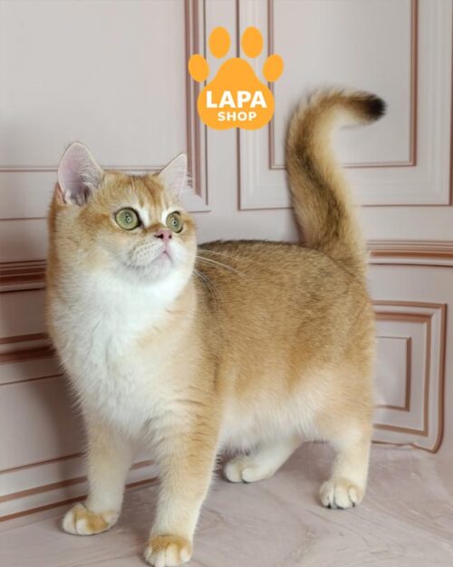 британська короткошерста забарвлення золота шиншила