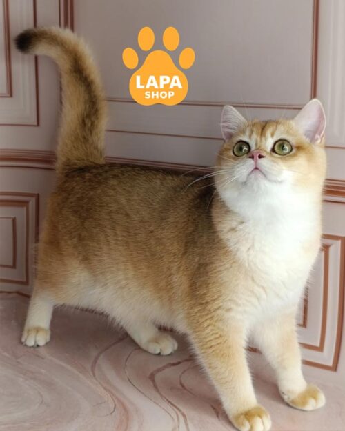 британська короткошерста забарвлення золота шиншила