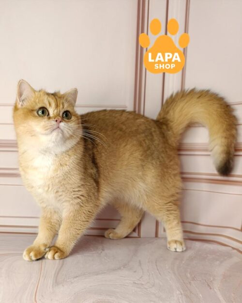 британська короткошерста забарвлення золота шиншила