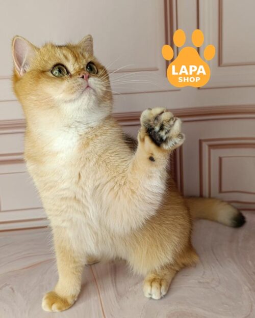 британська короткошерста забарвлення золота шиншила