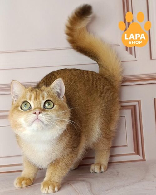 британська короткошерста забарвлення золота шиншила