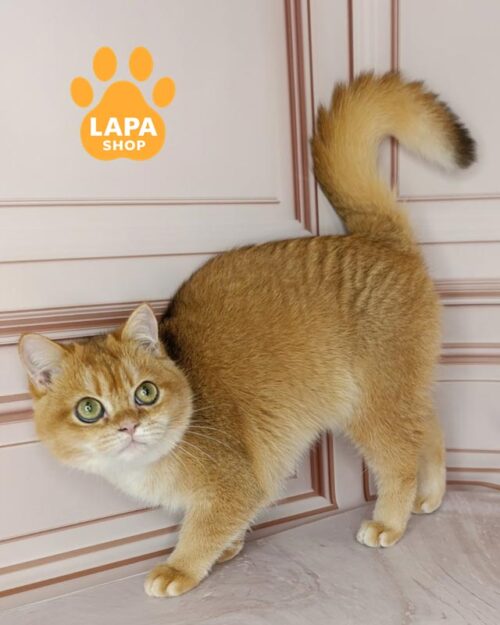 британська короткошерста забарвлення золота шиншила