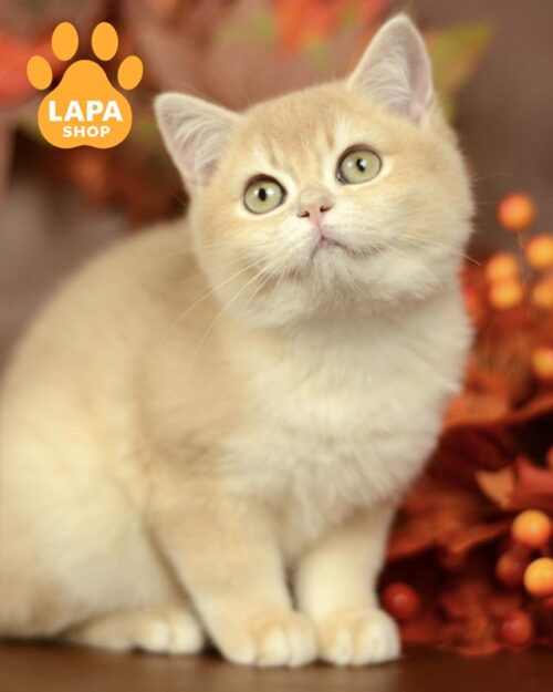 лілово-золота британка