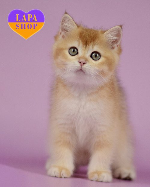 chocolate golden British