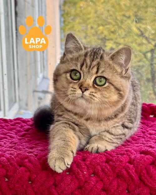 плямиста британська кішка