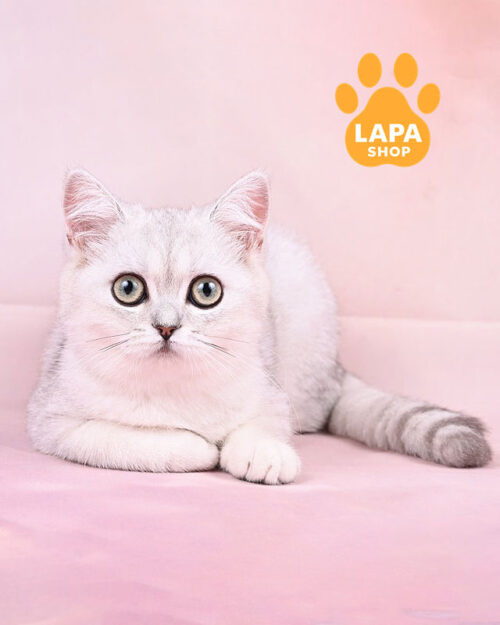 срібляста британка