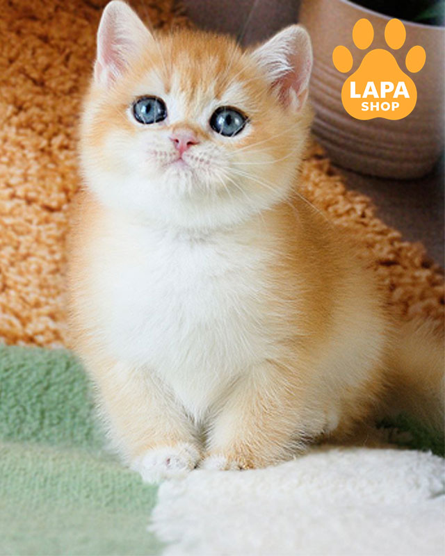 золотой британец