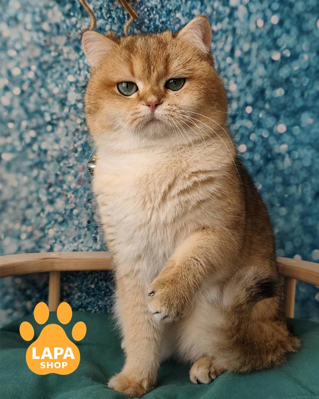 золотий британець