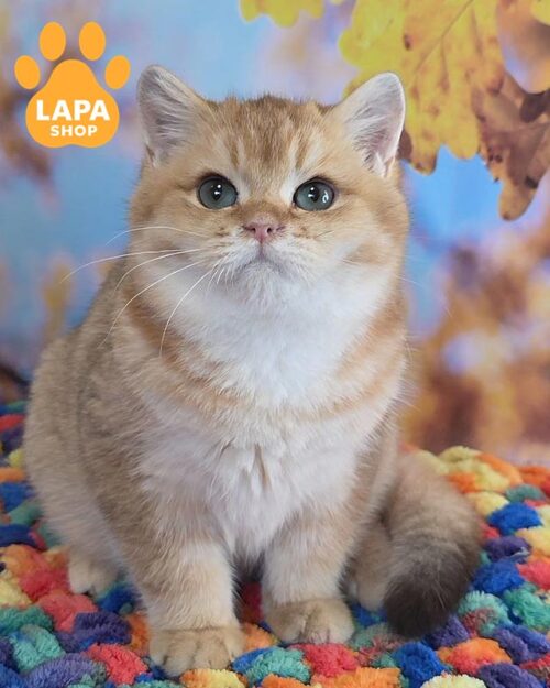 золотий британець