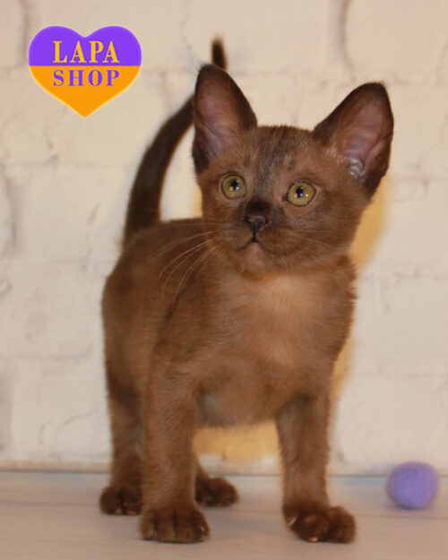 European Burmese sable kitten <br> <br> <br>