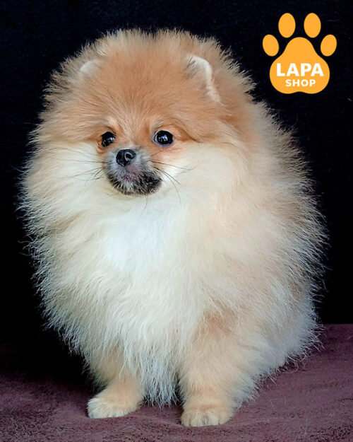 померанський шпіц забарвлення оранж