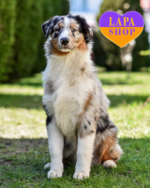 мраморный аусси