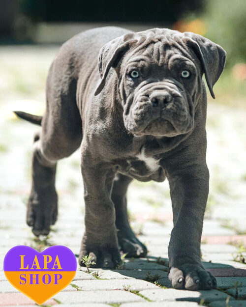 серый кане корсо