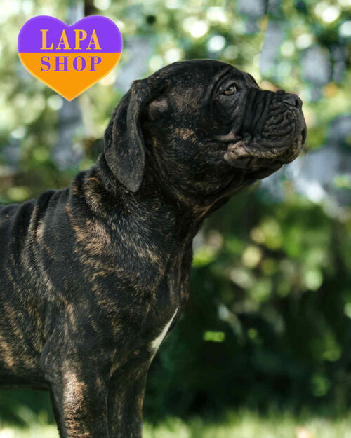 тигровый кане корсо