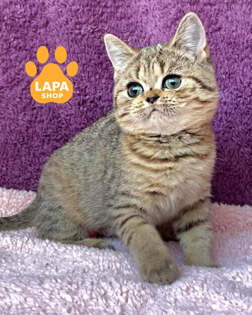 black tabby British shorthair