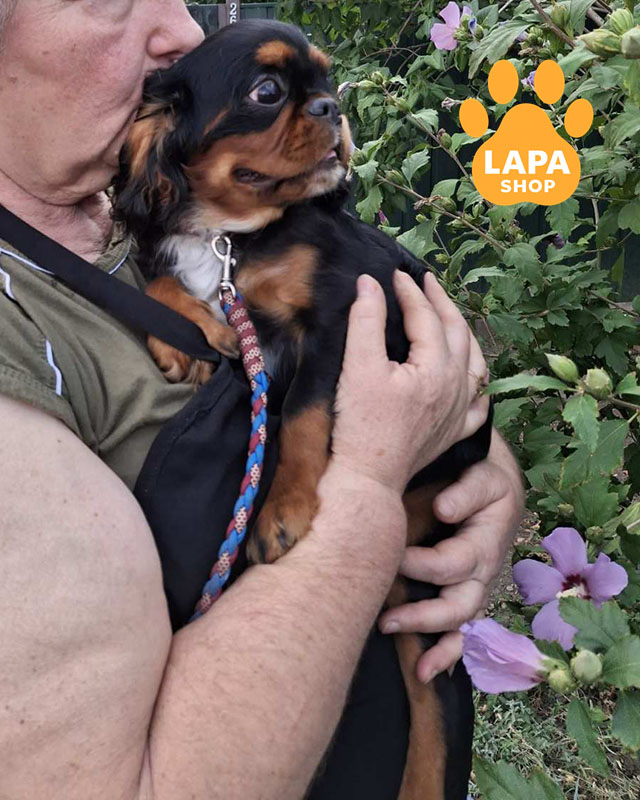 кинг чарльз спаниель