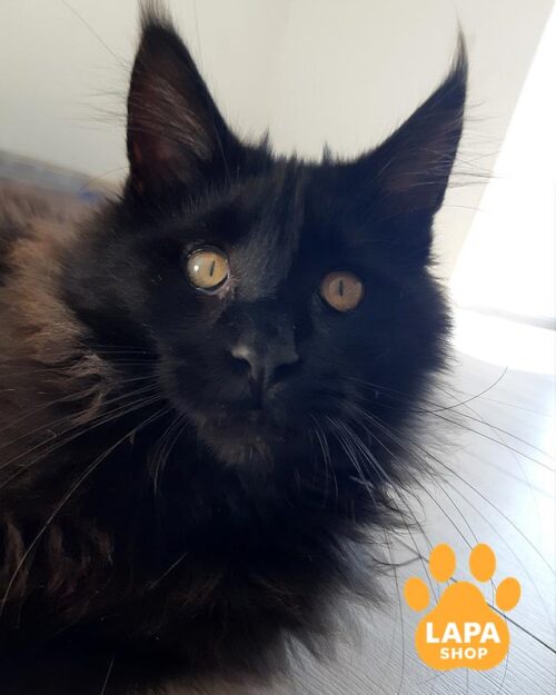 чорна кішка мейн-кун